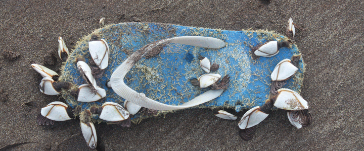 Zu den Borkum Informationen 1 — 6 Informationen Insel Borkum 1 – 6