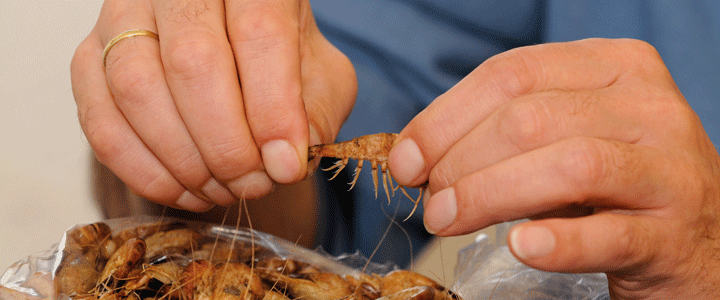 Informationen Insel Borkum 1 – 6