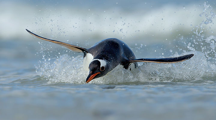 Pinguin