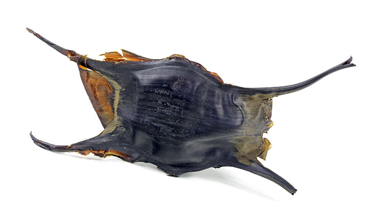 Rochen-Ei
